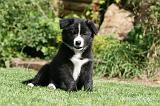BORDER COLLIE 1264